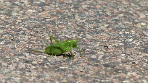 Réf. 190 582 : Tettigonia cantans